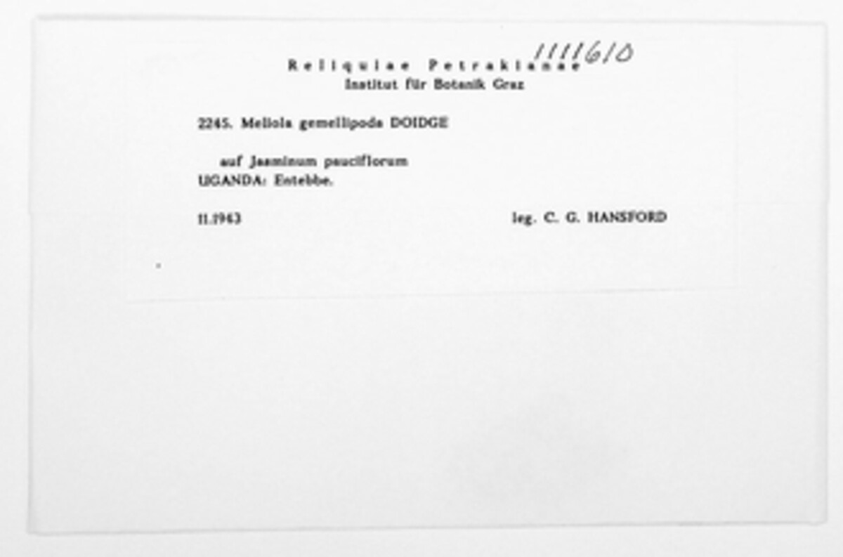 Meliola gemellipoda image